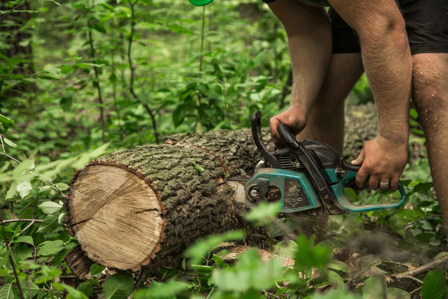 Best Affordable Tree Service  in Und City, MO